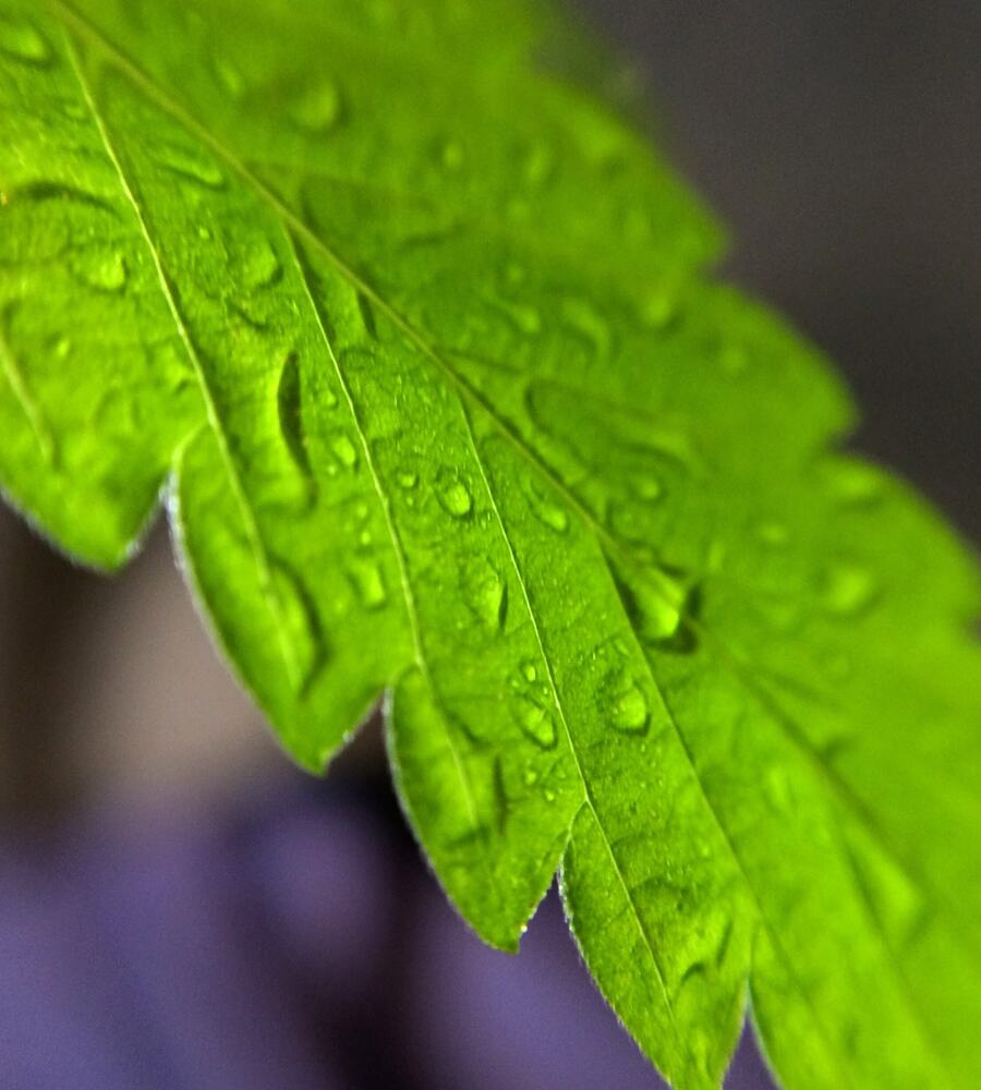 Close up of Cannabis plant