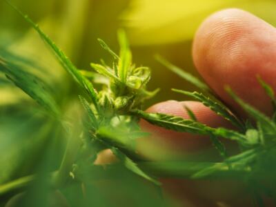 Farmer is examining cannabis hemp male plant flower development